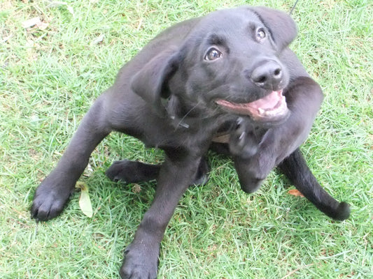 Dog Itching his skin
