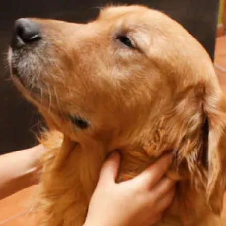 Massage Gently