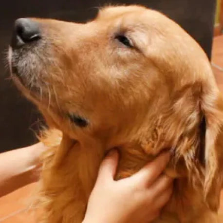 Massage Gently