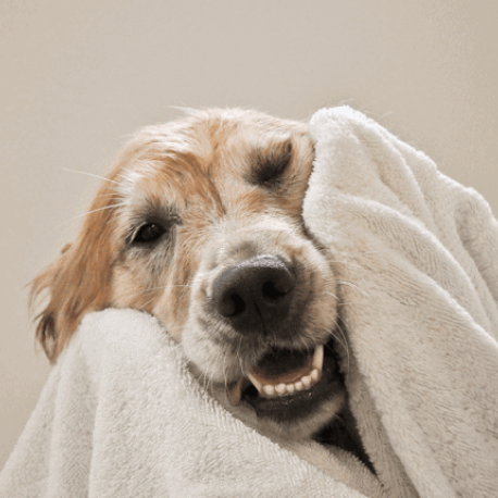 Wash & spot treatment