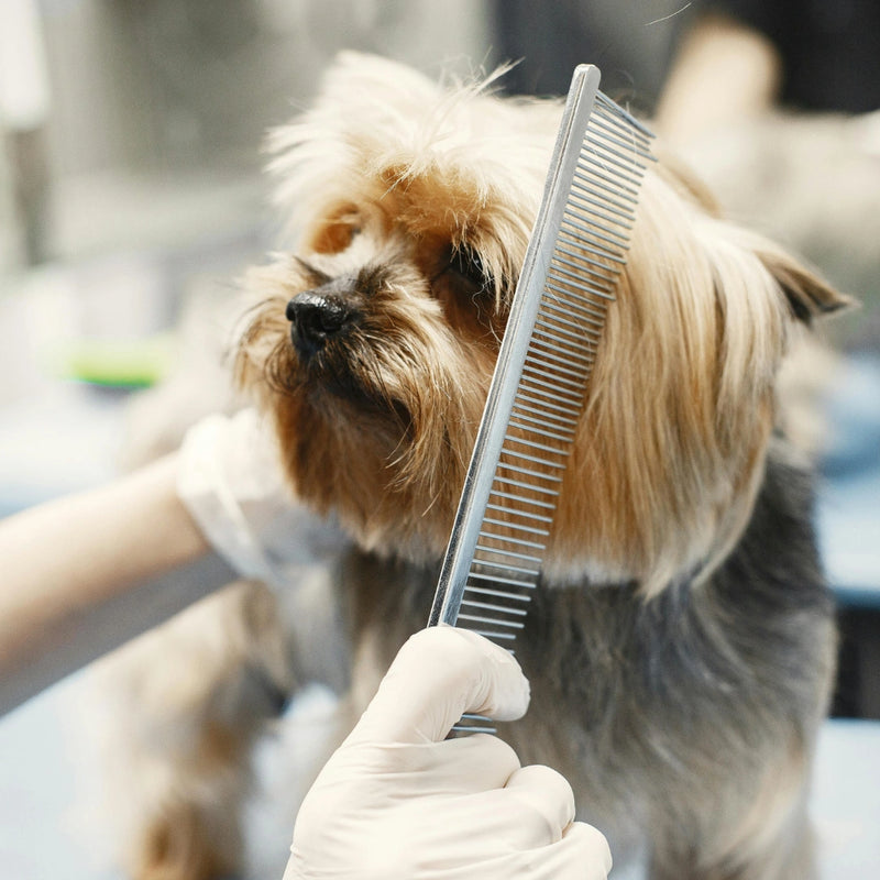 Comb
