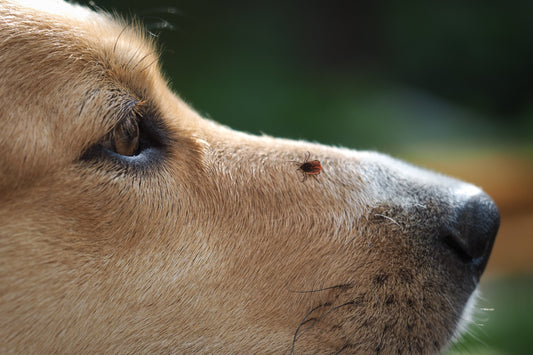 Tick on Dog