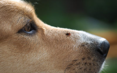 5 Easy steps to get rid of ticks and fleas on dogs without using chemicals