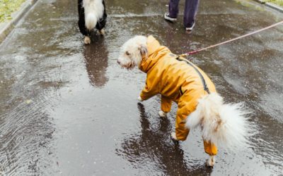 A complete guide to caring for your pet in the rainy season.