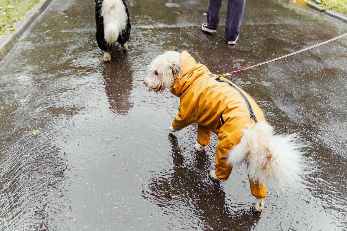 Dog walking in rain