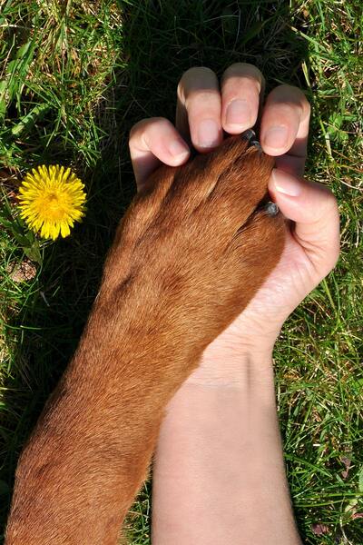 Dog paw care