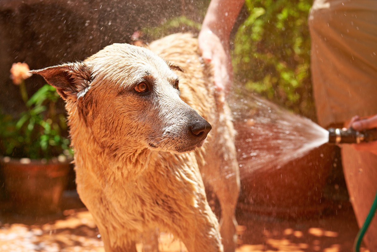 Washing a dog