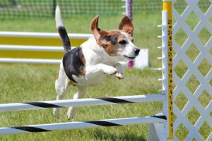 leaping-over-a-jump-in-an-agility-course-outdoors