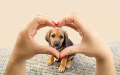 Ways to show your pet that you love them