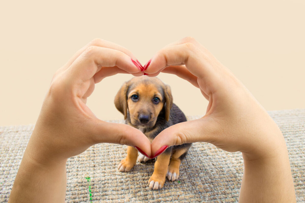 Ways to show love to your pet