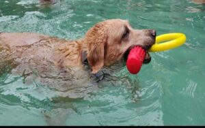 dog-swimming 