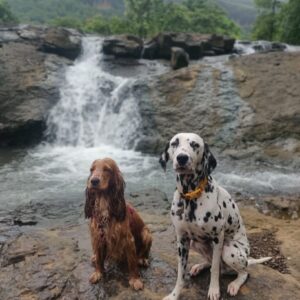 Trekking with dogs